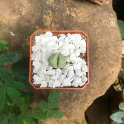 Dinteranthus Microspermus Succulent Plant -Cute Farms Shop Dinteranthusmicrospermus 1