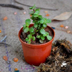 Dwarf Jade Portulacaria Afra Succulent Plant 11 Dwarf Jade Portulacaria Afra Succulent Plant -Cute Farms Shop Dwarf Jade 2
