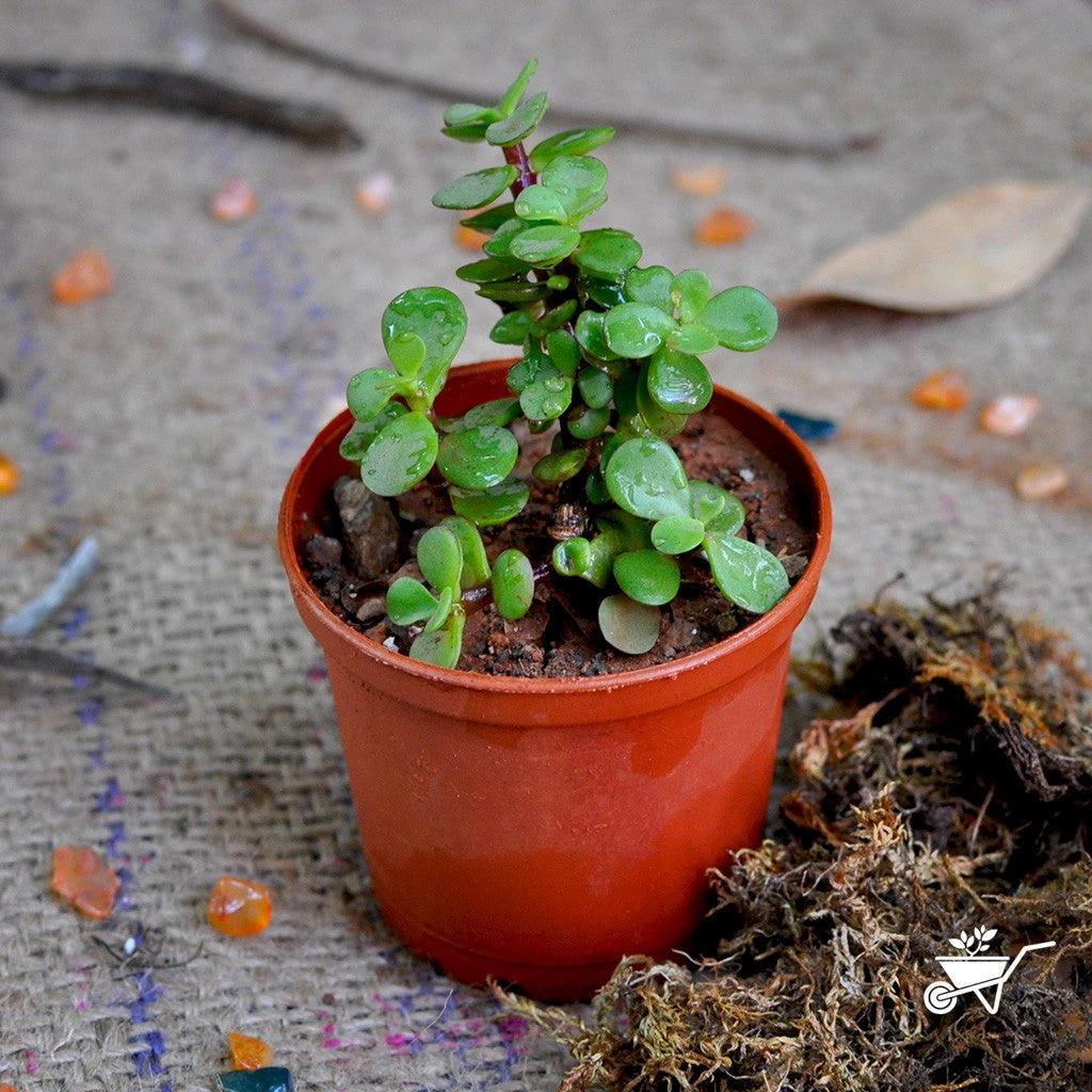 Dwarf Jade Portulacaria Afra Succulent Plant 4 Dwarf Jade Portulacaria Afra Succulent Plant - Image 4