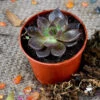 Echeveria Black Prince Succulent Plant -Cute Farms Shop Echeveria Black Prince 2
