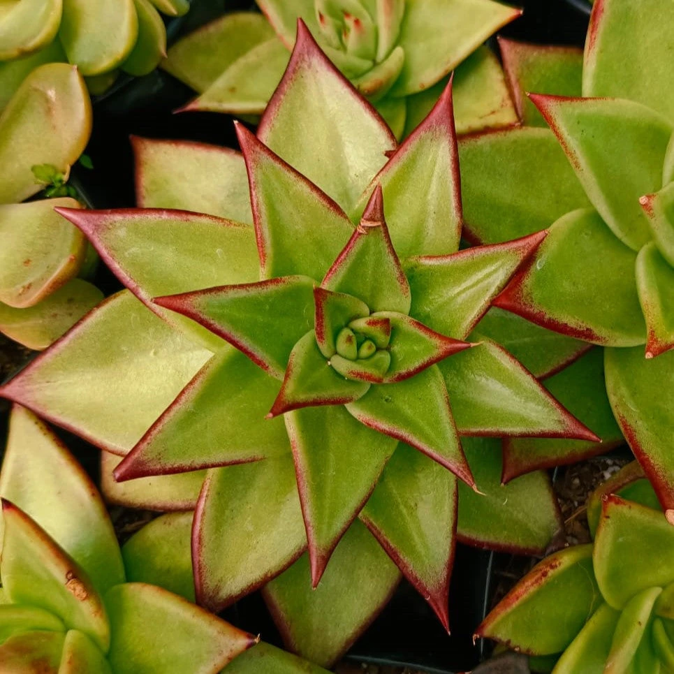 Echeveria Agavoides Lipstick Succulent Plant 1 Echeveria Agavoides Lipstick Succulent Plant