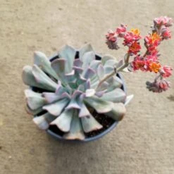 Echeveria Cubic Frost Succulent Plant -Cute Farms Shop EcheveriaCubicFrost flower