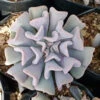 Echeveria Cubic Frost Succulent Plant -Cute Farms Shop EcheveriaCubicFrost bec2492a 3c96 4dfb 9e70 2a869d245389