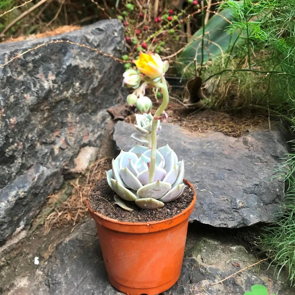 Echeveria Lola Succulent Plant 2 Echeveria Lola Succulent Plant - Image 2