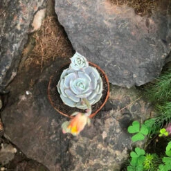 Echeveria Lola Succulent Plant 6 Echeveria Lola Succulent Plant -Cute Farms Shop EcheveriaLola 5