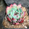 Echeveria White Zaragosa Succulent Plant 6 Echeveria White Zaragosa Succulent Plant -Cute Farms Shop EcheveriaWhiteZaragosa 1