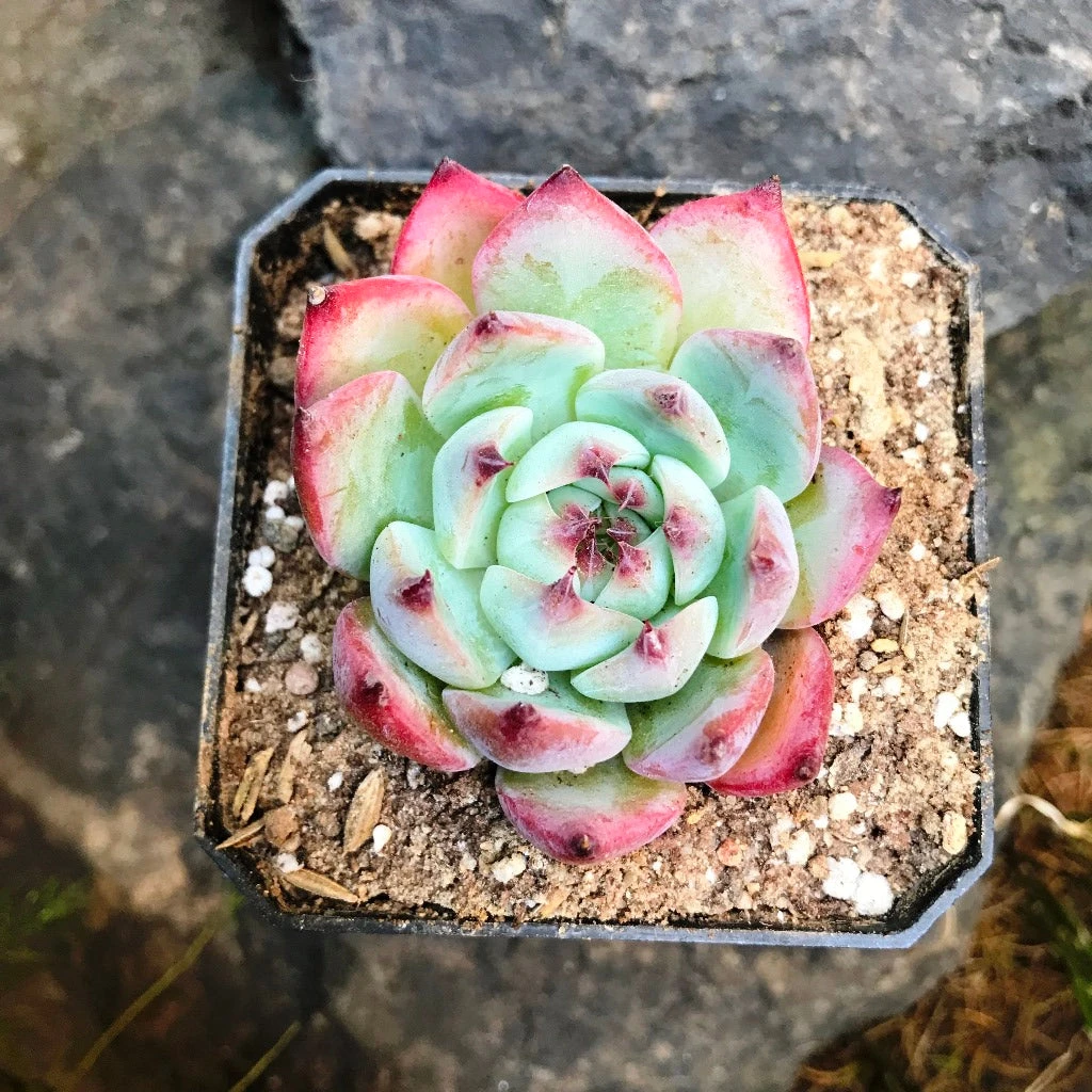 Echeveria White Zaragosa Succulent Plant 2 Echeveria White Zaragosa Succulent Plant - Image 2