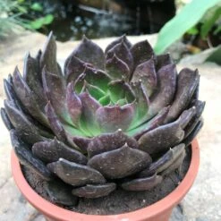 Echeveria Black Prince Succulent Plant -Cute Farms Shop Echeveria Black Prince 2 91fd9860 691c 4240 bcab 508522e9c5f3