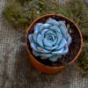 Echeveria Blue Bird Succulent Plant 6 Echeveria Blue Bird Succulent Plant -Cute Farms Shop Echeveria Blue Bird