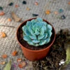 Echeveria Elegans Succulent Plant 3 Echeveria Elegans Succulent Plant -Cute Farms Shop Echeveria Elegans 2