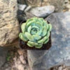 Echeveria Icy Green Succulent Plant -Cute Farms Shop Echeveria Icy Green