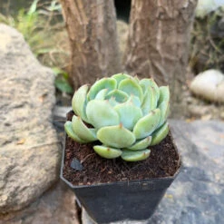 Echeveria Icy Green Succulent Plant -Cute Farms Shop Echeveria Icy Green 2