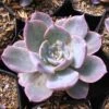 Echeveria Lilacina Succulent Plant -Cute Farms Shop Echeveria Lilacina