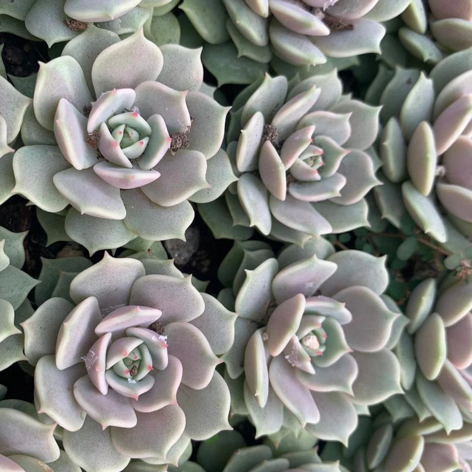 Echeveria Lola Succulent Plant 4 Echeveria Lola Succulent Plant - Image 4