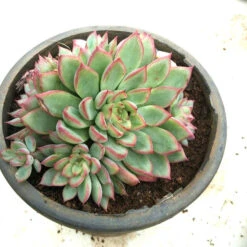 Echeveria Twilight Star Spirit Succulent Plant
