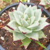 Echeveria Agavoides 'Ebony' Succulent Plant 3 Echeveria Agavoides 'Ebony' Succulent Plant -Cute Farms Shop Echeveria agavoides Ebony