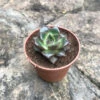 Echeveria Purpusorum Succulent Plant -Cute Farms Shop Echeveria purporosum 1