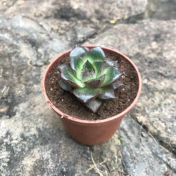 Echeveria Purpusorum Succulent Plant
