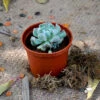 Echeveria Topsy Turvy Succulent Plant 16 Echeveria Topsy Turvy Succulent Plant -Cute Farms Shop Echeveria topsyturvy 2