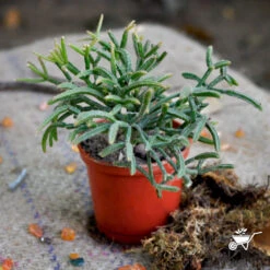 Erythrorhipsalis Pilocarpa Hairy Stemmed Rhipsalis Succulent Plant