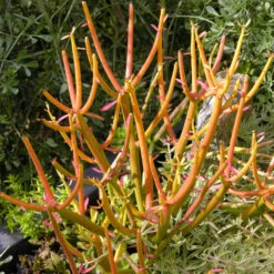 Euphorbia Tirucalli Rosea Succulent Plant 5 Euphorbia Tirucalli Rosea Succulent Plant -Cute Farms Shop Euphorbia tirucalli Rosea Fire Sticks Red Pencil Tree
