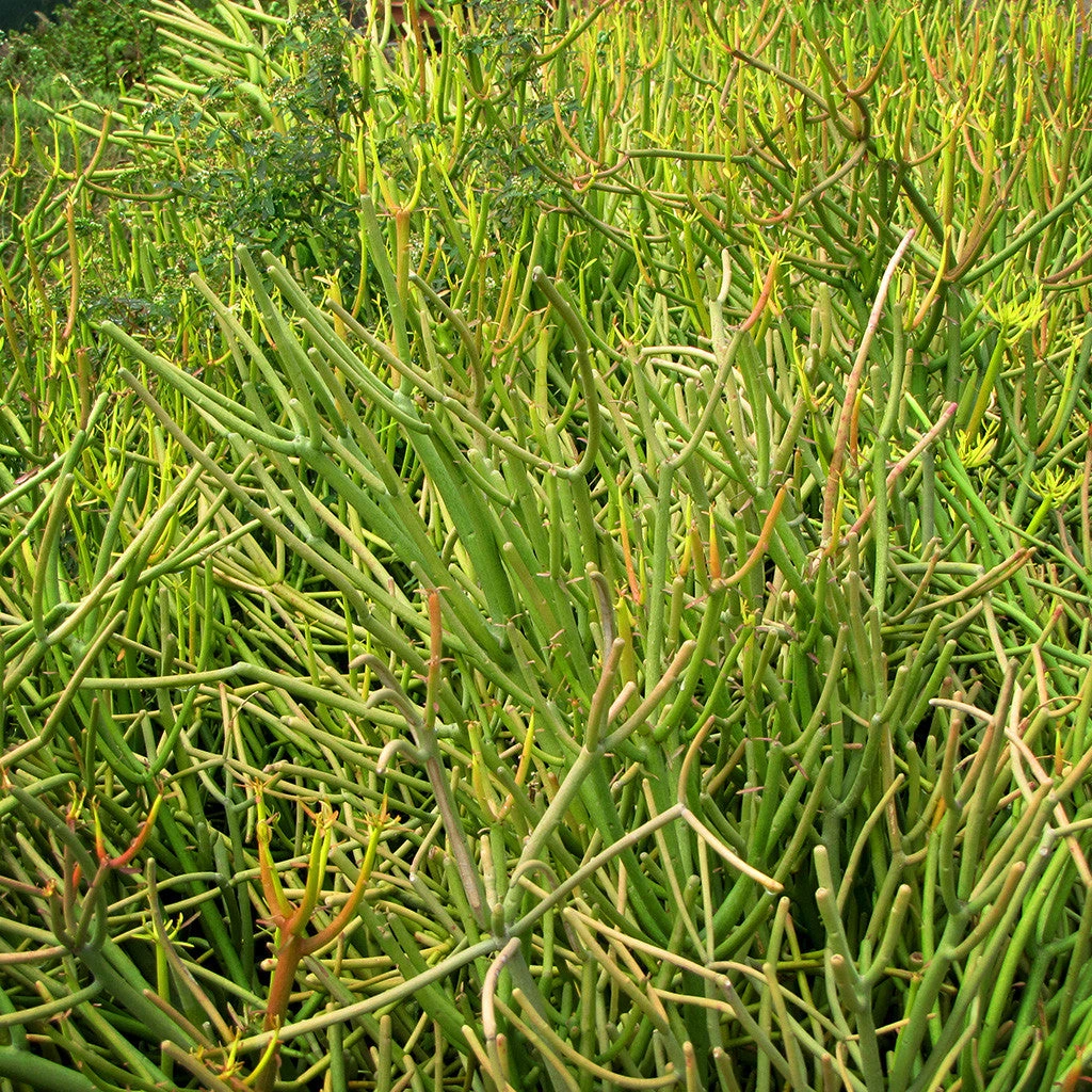 Euphorbia Tirucalli Rosea Succulent Plant 1 Euphorbia Tirucalli Rosea Succulent Plant