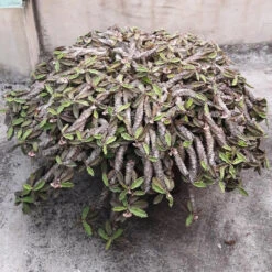 Euphorbia Decaryi Succulent Plant -Cute Farms Shop EuphorbiaDecaryi 3