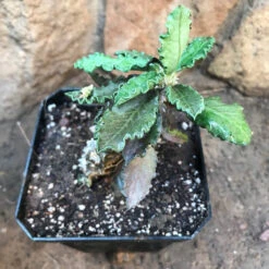 Euphorbia Decaryi Succulent Plant -Cute Farms Shop EuphorbiaDicaryi 1