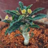 Euphorbia Decaryi Succulent Plant 2 Euphorbia Decaryi Succulent Plant -Cute Farms Shop EuphorbiaDicaryi 4