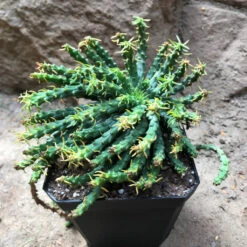 Euphorbia Flanaganii Medusas Head Succulent Plant 6 Euphorbia Flanaganii Medusas Head Succulent Plant -Cute Farms Shop EuphorbiaFlagespini 1