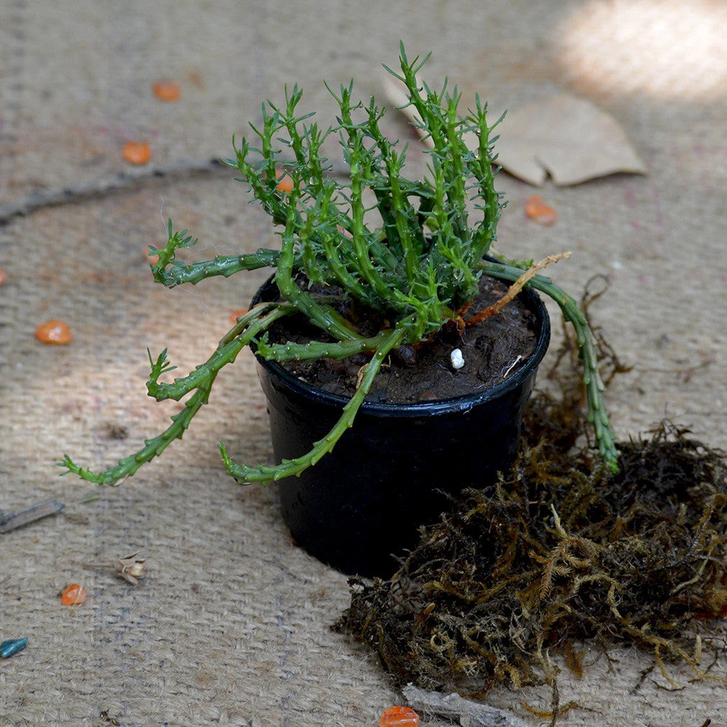 Euphorbia Flanaganii Medusas Head Succulent Plant 2 Euphorbia Flanaganii Medusas Head Succulent Plant - Image 2