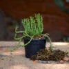 Euphorbia Flanaganii Medusas Head Succulent Plant -Cute Farms Shop Euphorbia Flanaganii 2