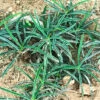 Euphorbia Cylindrifolia Succulent Plant -Cute Farms Shop Euphorbia cylindrifolia