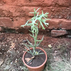 Euphorbia Stanoclada Silver Thicket Succulent Plant -Cute Farms Shop Euphorbia stenoclada 1