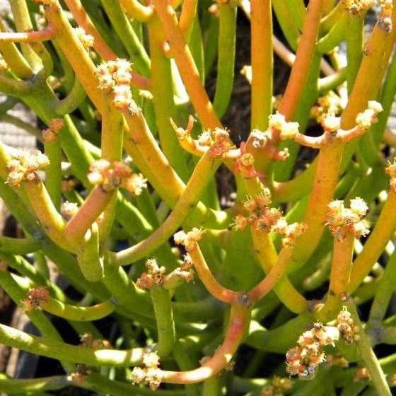 Euphorbia Tirucalli Rosea Succulent Plant 2 Euphorbia Tirucalli Rosea Succulent Plant - Image 2