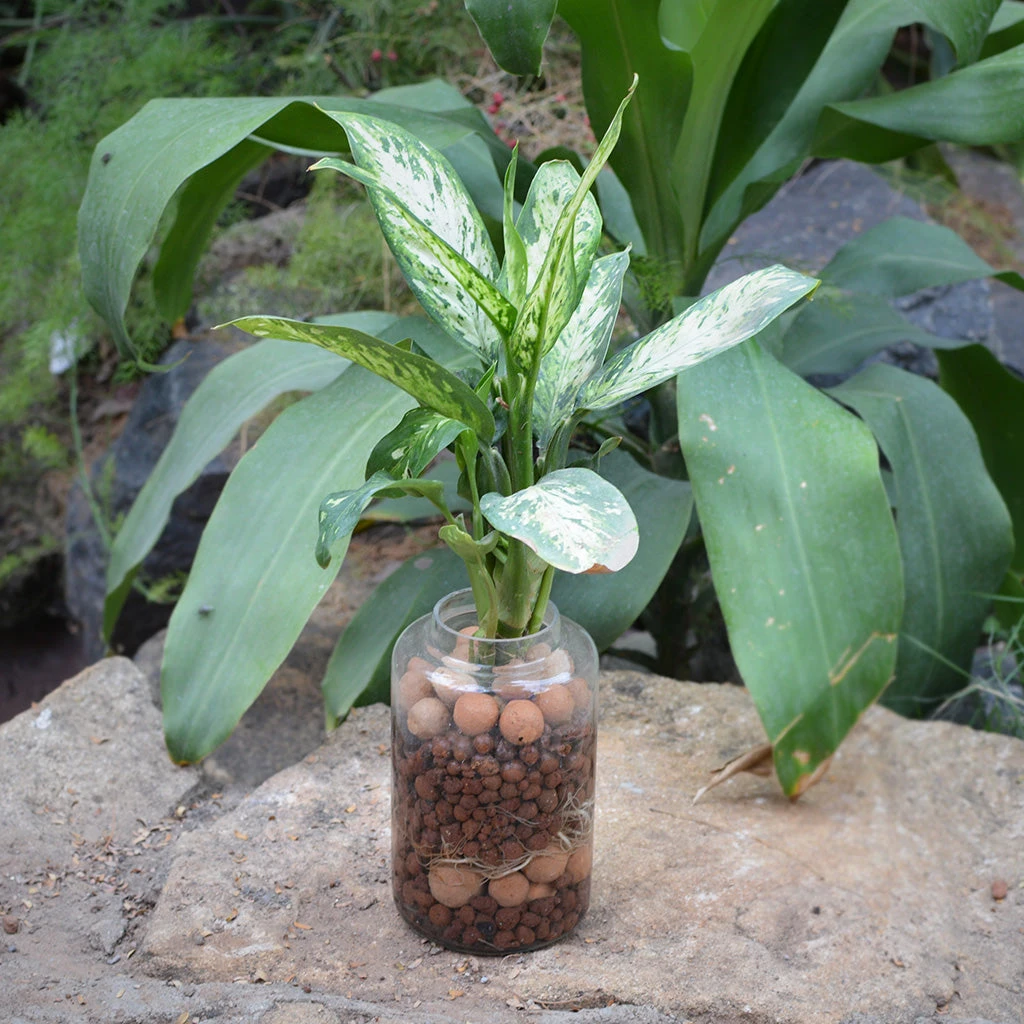 Exotic Masquerade Water Terrarium Kit 3 Exotic Masquerade Water Terrarium Kit - Image 3