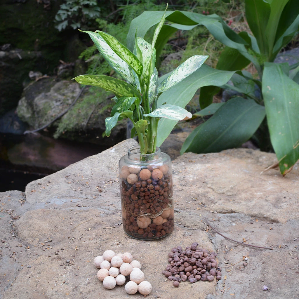 Exotic Masquerade Water Terrarium Kit 1 Exotic Masquerade Water Terrarium Kit