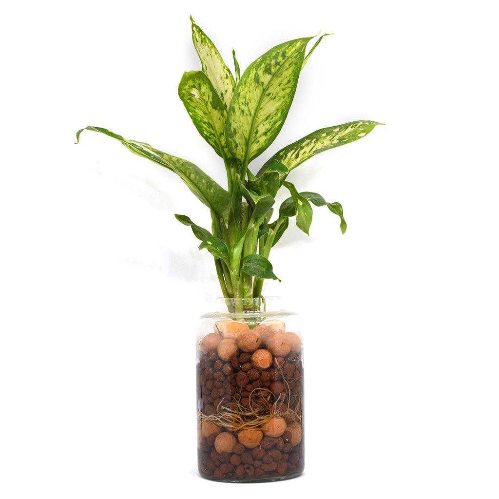 Exotic Masquerade Water Terrarium Kit 2 Exotic Masquerade Water Terrarium Kit - Image 2