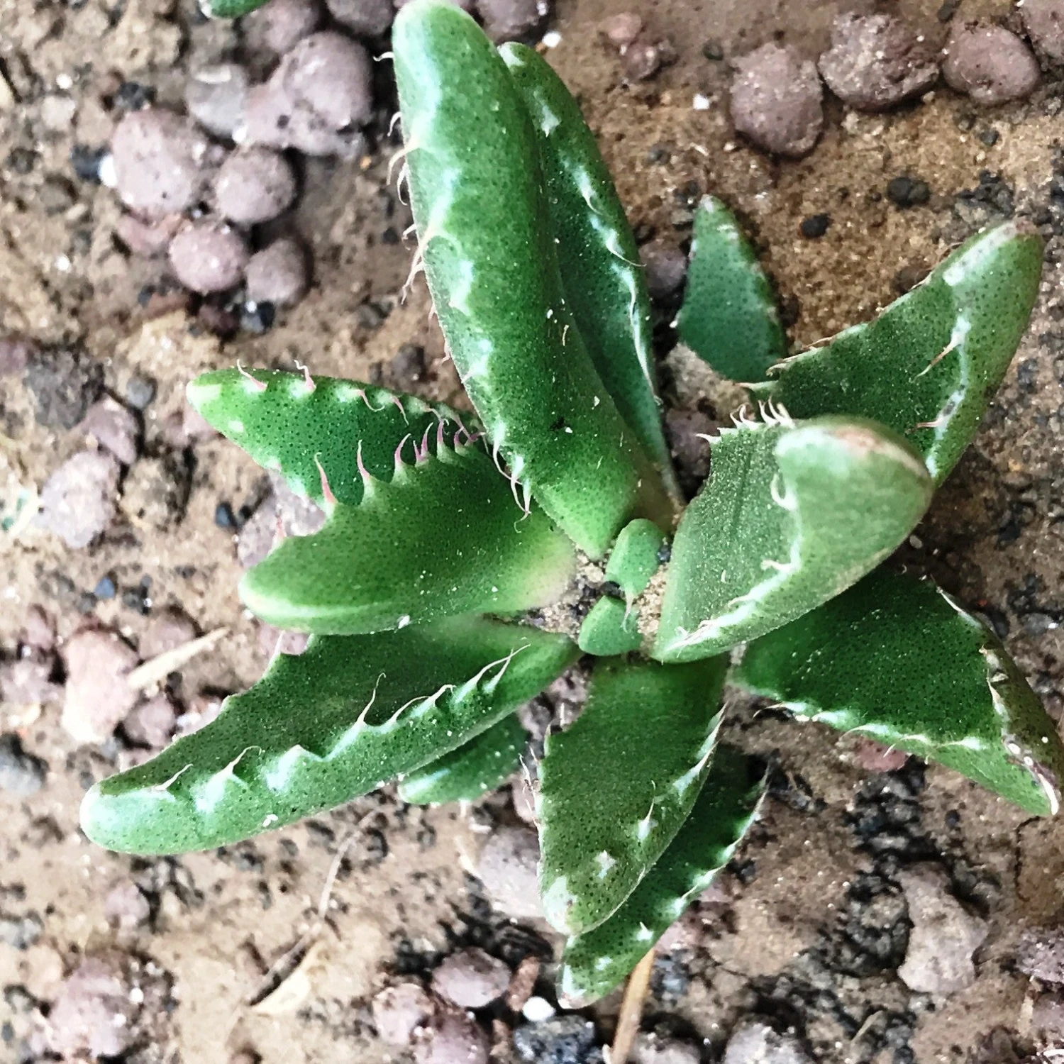 Faucaria Tigrina Succulent Plant 2 Faucaria Tigrina Succulent Plant - Image 2