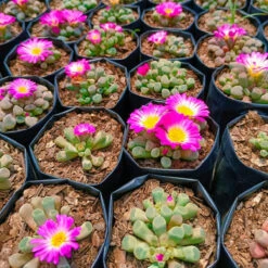 Frithia Pulchra Succulent Plant 7 Frithia Pulchra Succulent Plant -Cute Farms Shop FenestrariaRhopalophyllasubsp.Aurantiaca 2