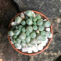 Fenestraria Rhopalophylla Subsp. Aurantiaca Succulent Plant -Cute Farms Shop Fenestrariarhopalophylla 3
