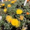 Fenestraria Rhopalophylla Subsp. Aurantiaca Succulent Plant -Cute Farms Shop Fenestrariarhopalophylla 4