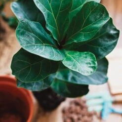 Fiddle Leaf Ficus Lyrata & Fig Tree Fertilizer 15 Fiddle Leaf Ficus Lyrata & Fig Tree Fertilizer -Cute Farms Shop FiddleLeafFicus
