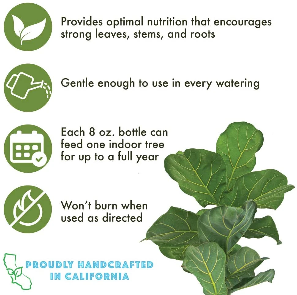 Fiddle Leaf Ficus Lyrata & Fig Tree Fertilizer 6 Fiddle Leaf Ficus Lyrata & Fig Tree Fertilizer - Image 6