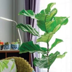 Fiddle Leaf Ficus Lyrata & Fig Tree Fertilizer 16 Fiddle Leaf Ficus Lyrata & Fig Tree Fertilizer -Cute Farms Shop FiddleLeafFicus1