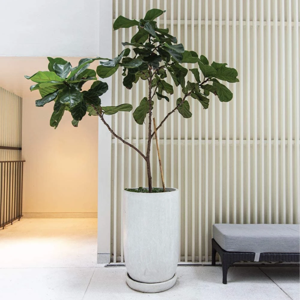 Fiddle Leaf Ficus Lyrata & Fig Tree Fertilizer 9 Fiddle Leaf Ficus Lyrata & Fig Tree Fertilizer - Image 9