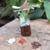 Fuchsia Mirage Water Terrarium Kit 7 Fuchsia Mirage Water Terrarium Kit -Cute Farms Shop Fuchsia Mirage 2