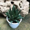 Gasteraloe Green Dew Succulent Plant 3 Gasteraloe Green Dew Succulent Plant -Cute Farms Shop Gasteraloe GreenDew 1