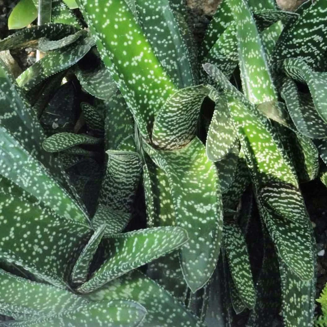 Gasteria Carinata Succulent Plant 1 Gasteria Carinata Succulent Plant