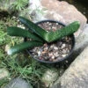 Gasteria Batesiana Succulent Plant -Cute Farms Shop Gasteria Batesiana